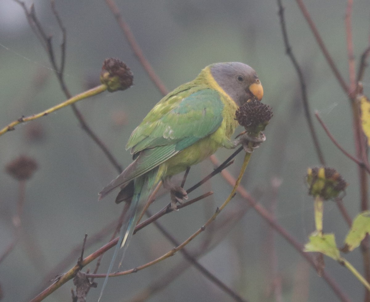 Plum-headed Parakeet - ML613758151