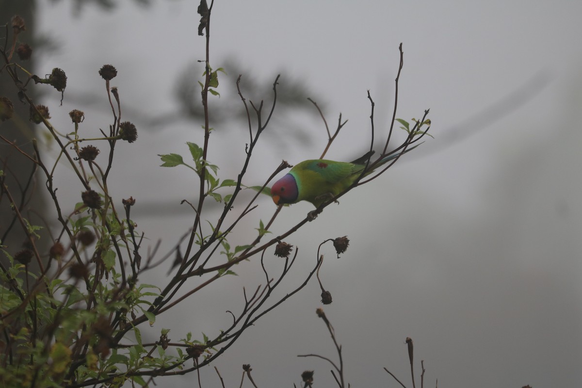 Plum-headed Parakeet - Elavarasan M