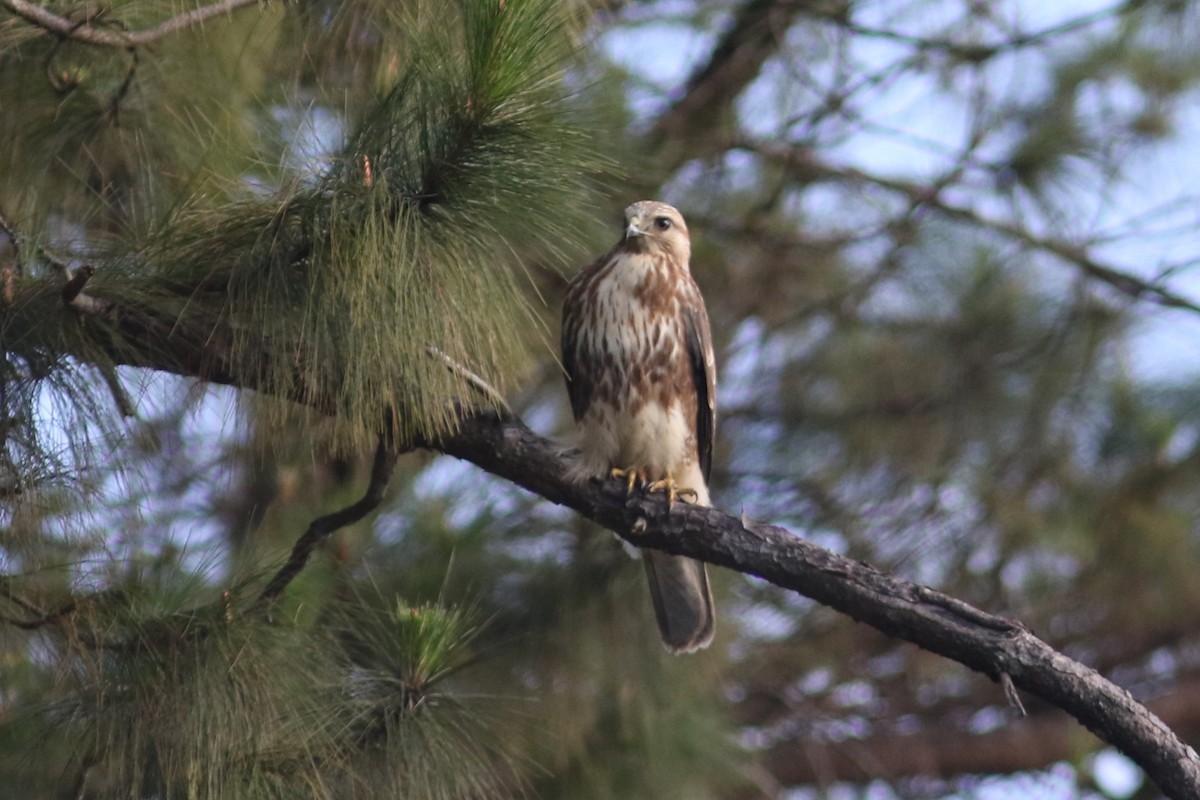 Buteo sp. - ML613758201