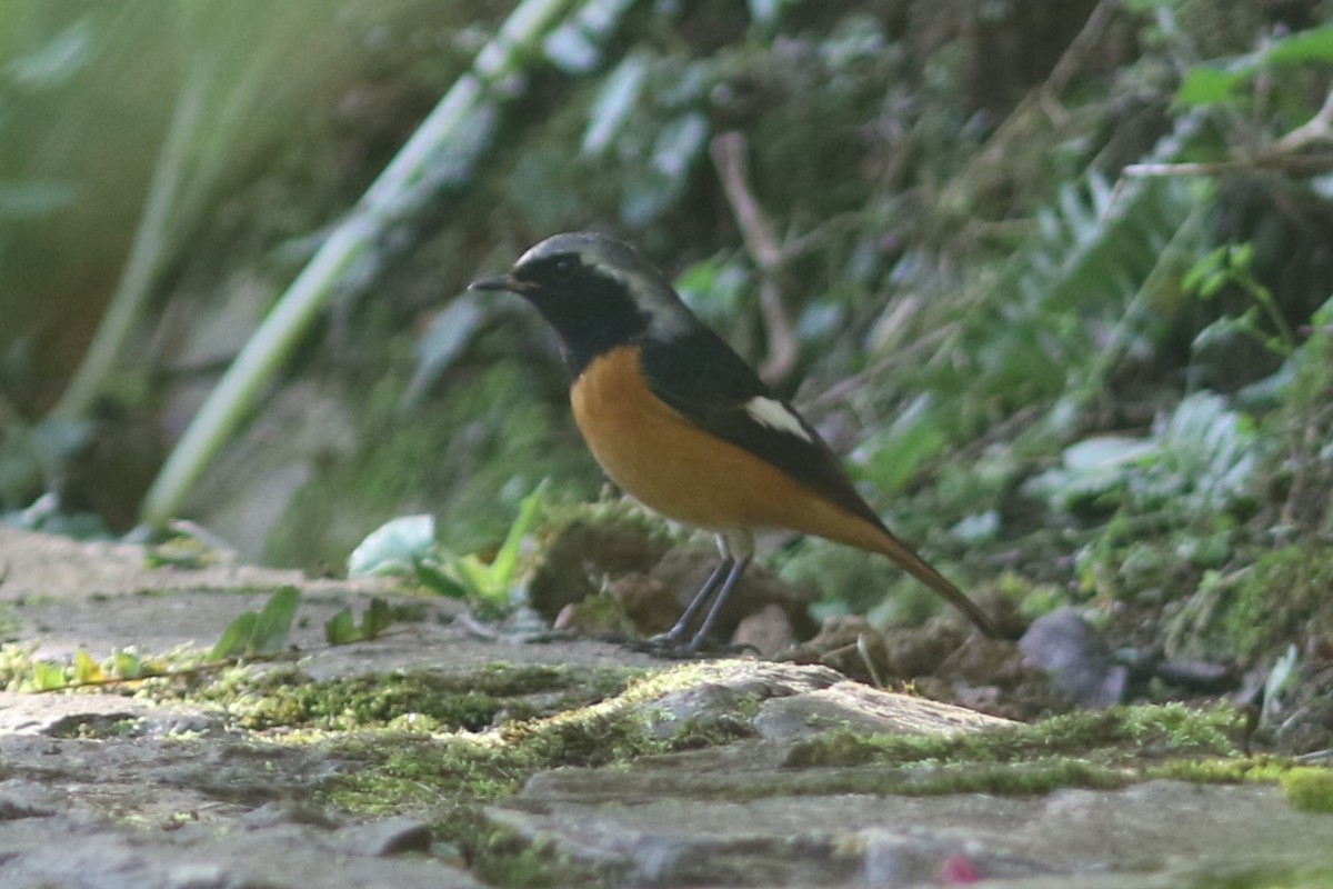 Daurian Redstart - ML613758257