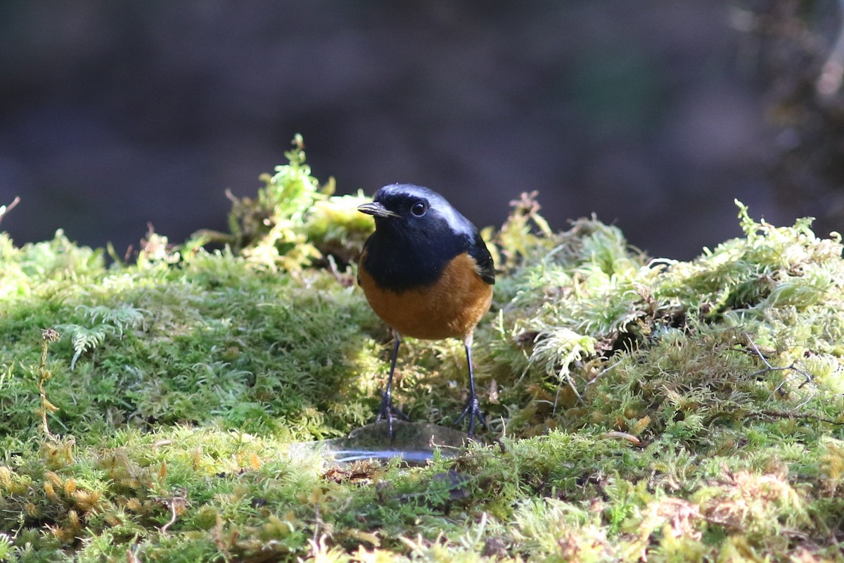 Daurian Redstart - ML613758258