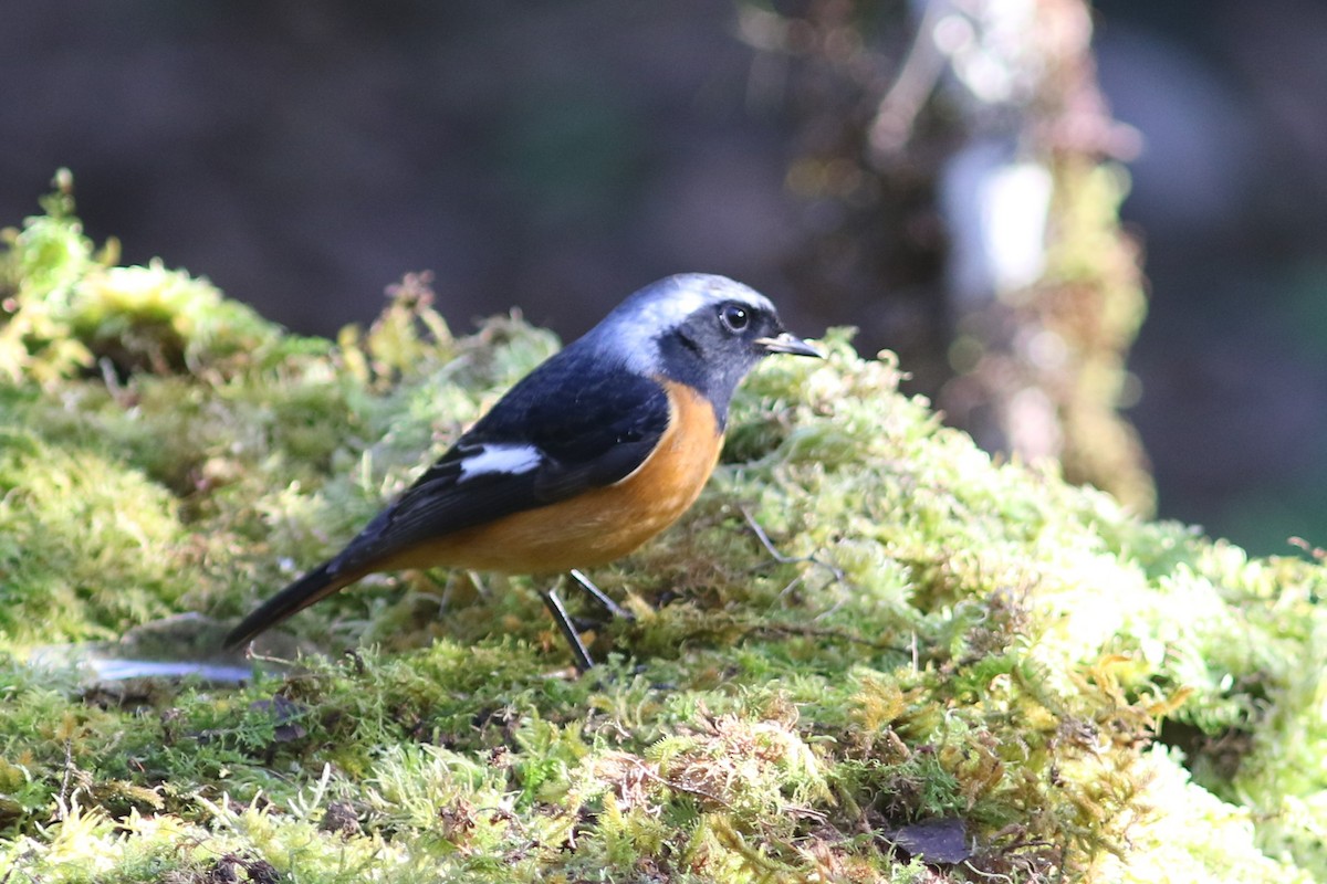 Daurian Redstart - ML613758259