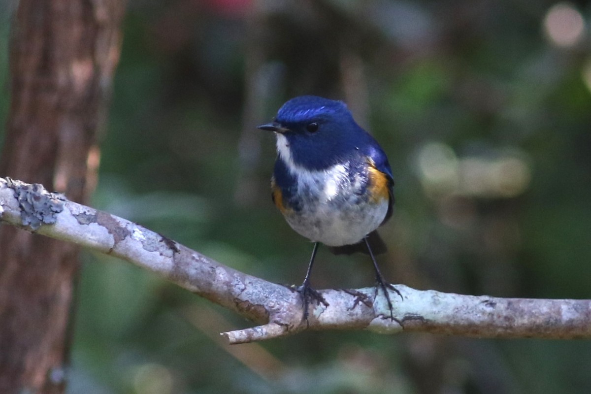 Himalayan Bluetail - ML613758285