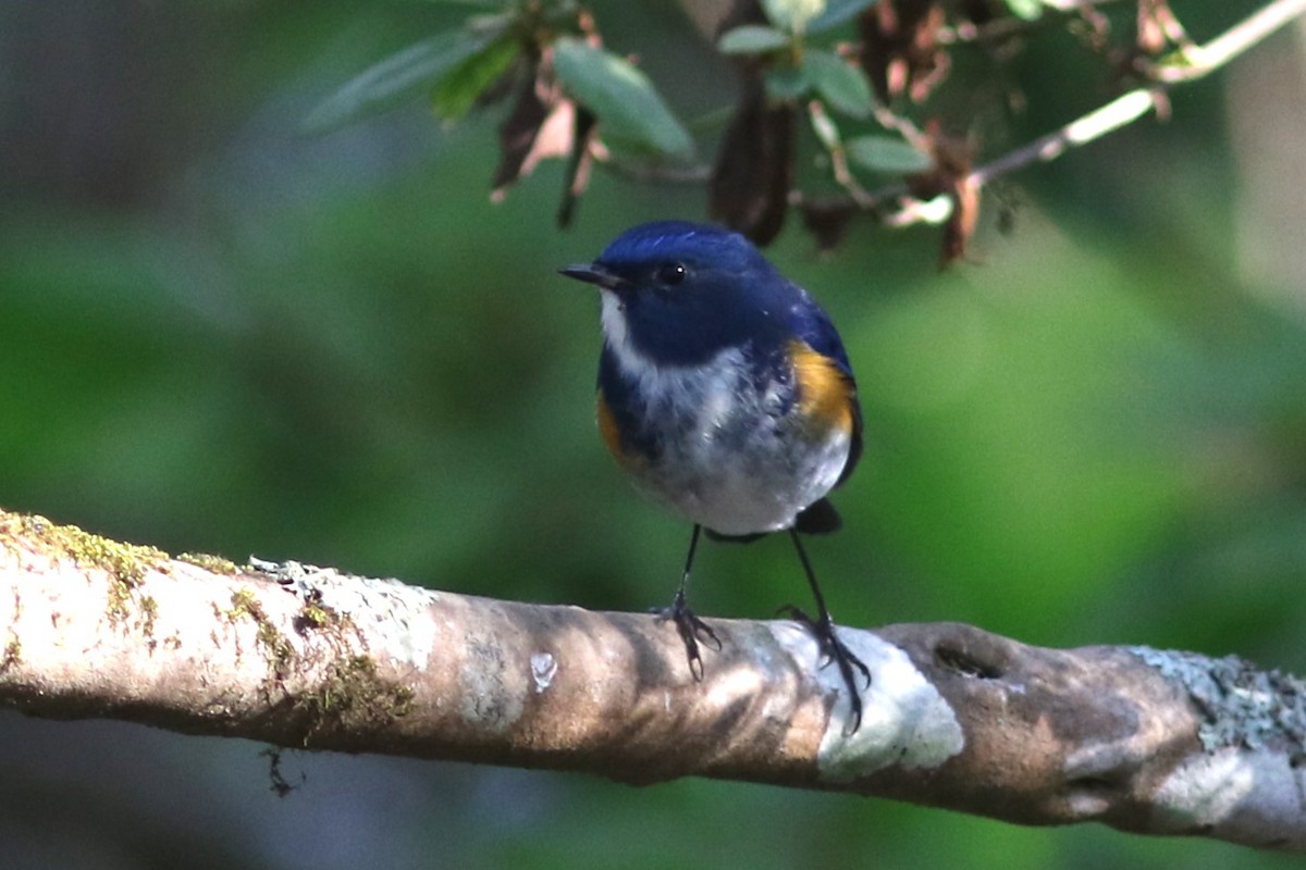 Himalayan Bluetail - ML613758286