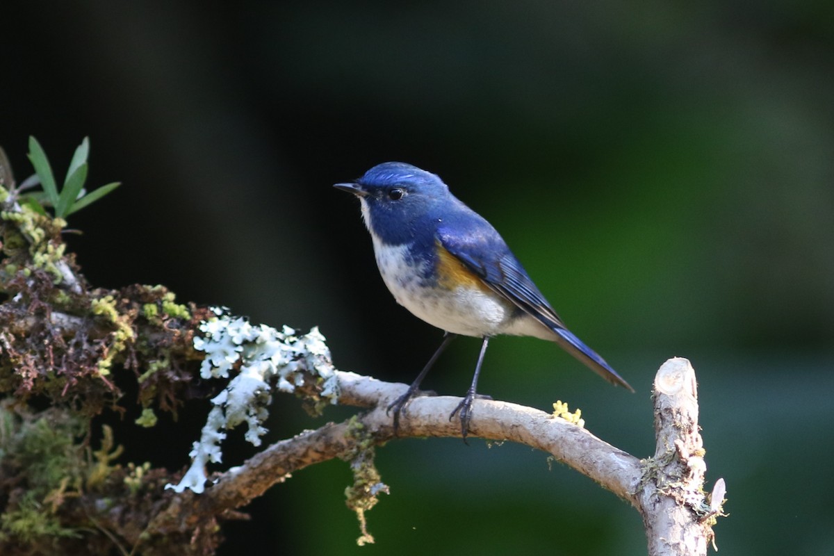 Himalayan Bluetail - ML613758291