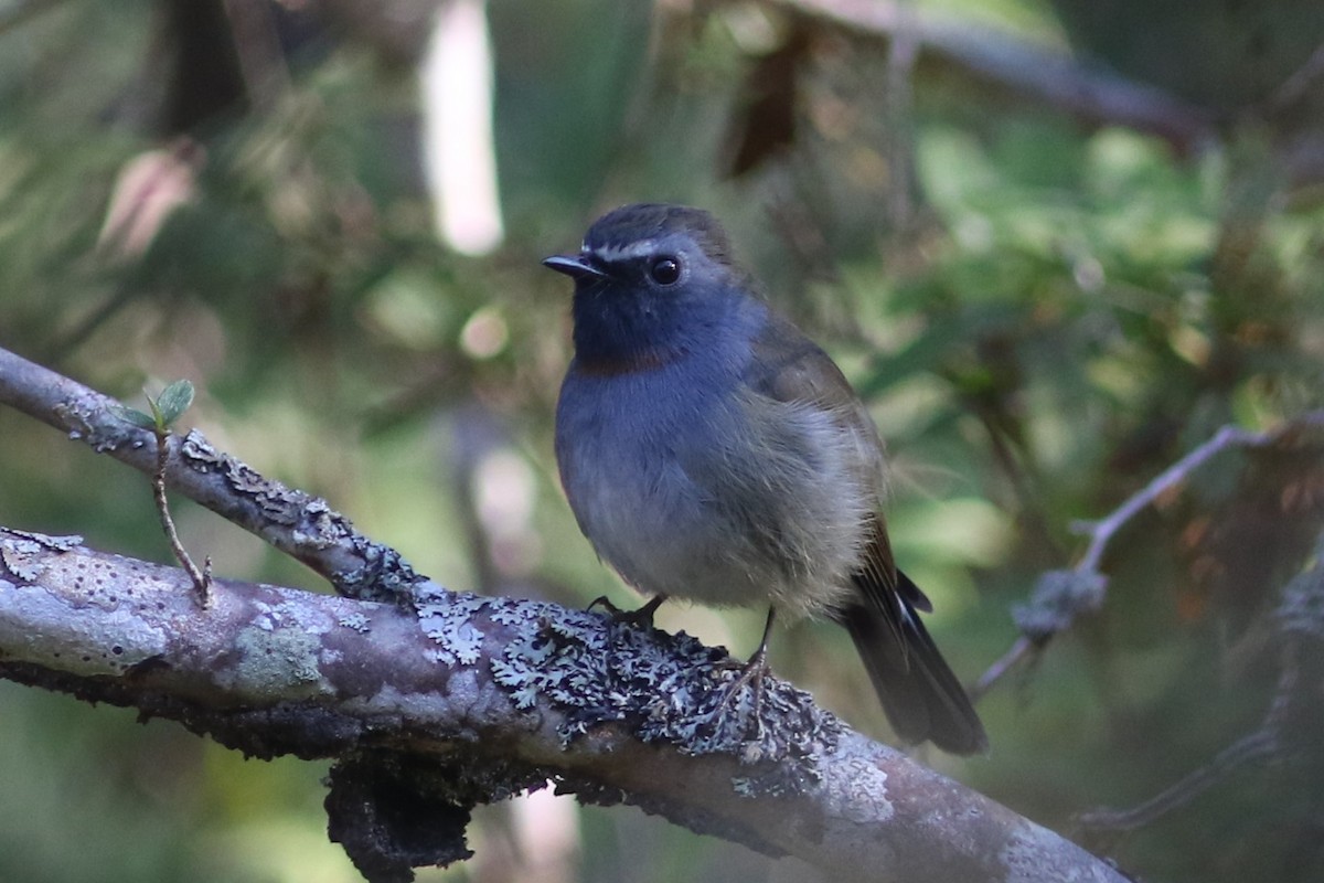 Rufous-gorgeted Flycatcher - ML613758296