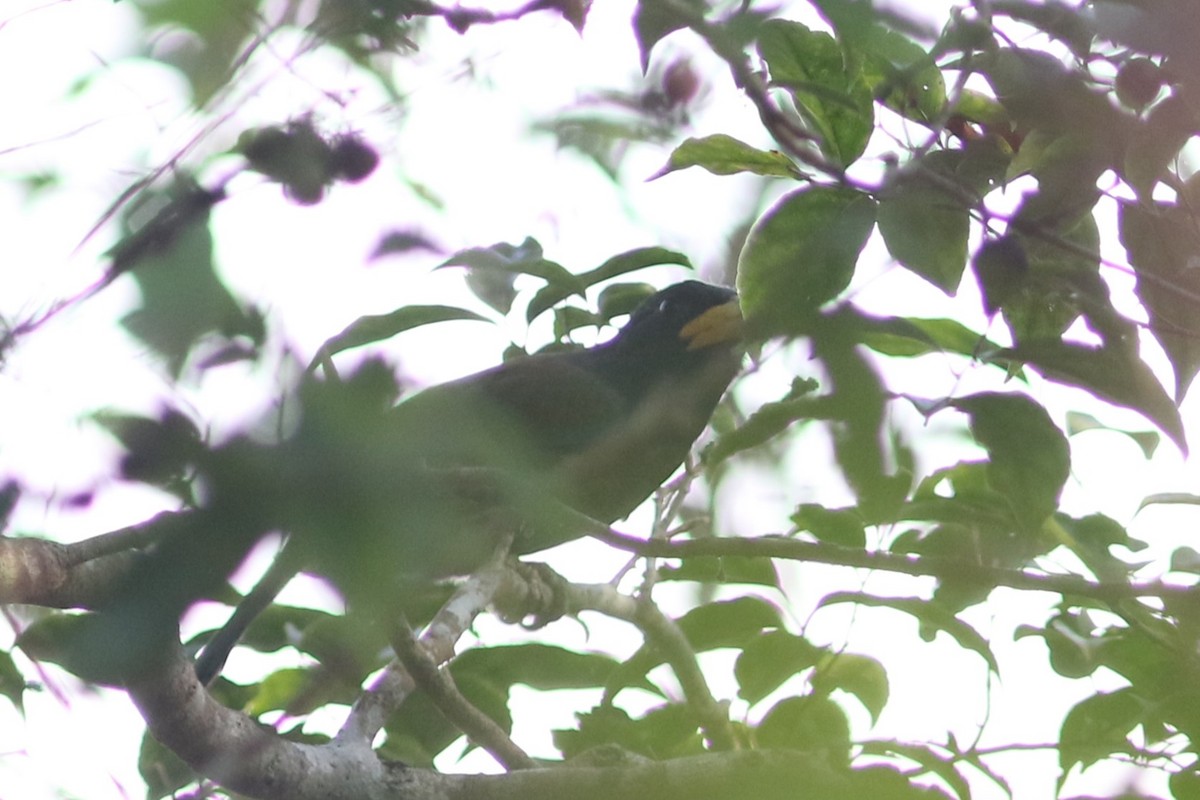 Great Barbet - ML613758299