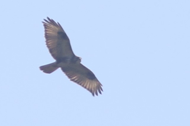 Buteo sp. - ML613758306