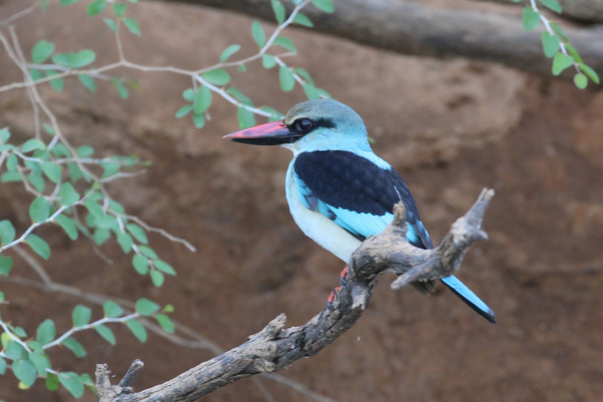 Blue-breasted Kingfisher - ML613758388