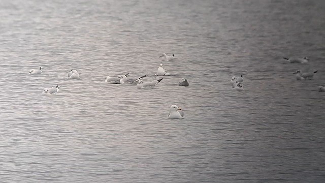 Caspian x Herring Gull (hybrid) - ML613758389