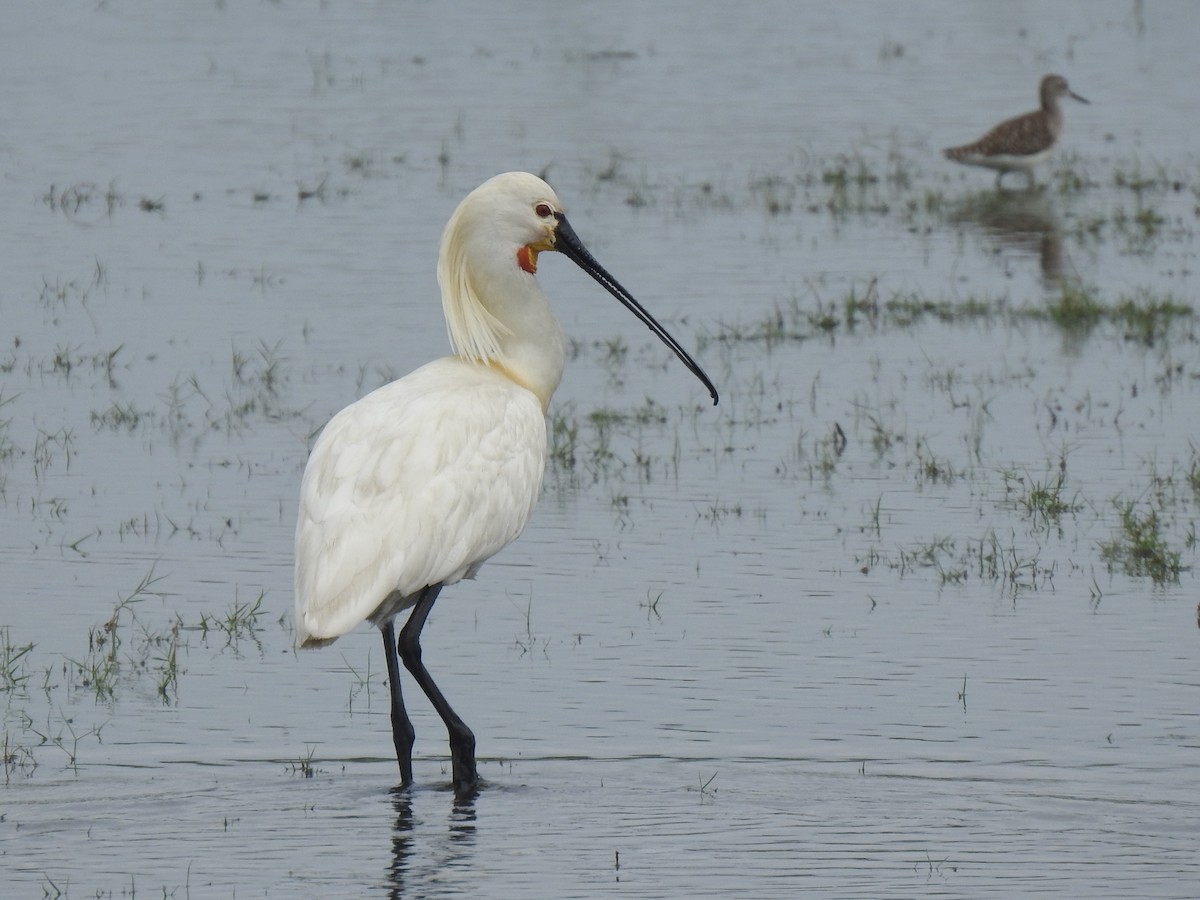 Eurasian Spoonbill - Matthieu Gauvain