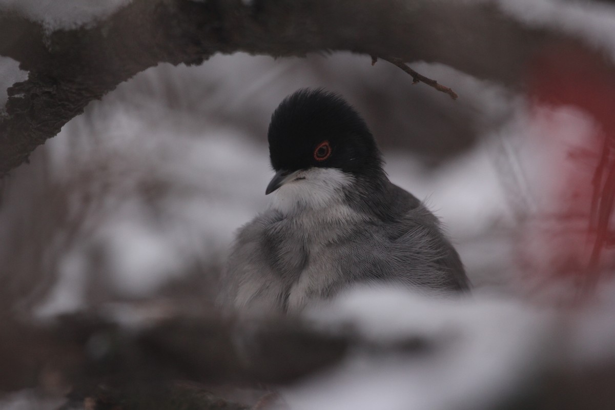 Sardinian Warbler - ML613758519