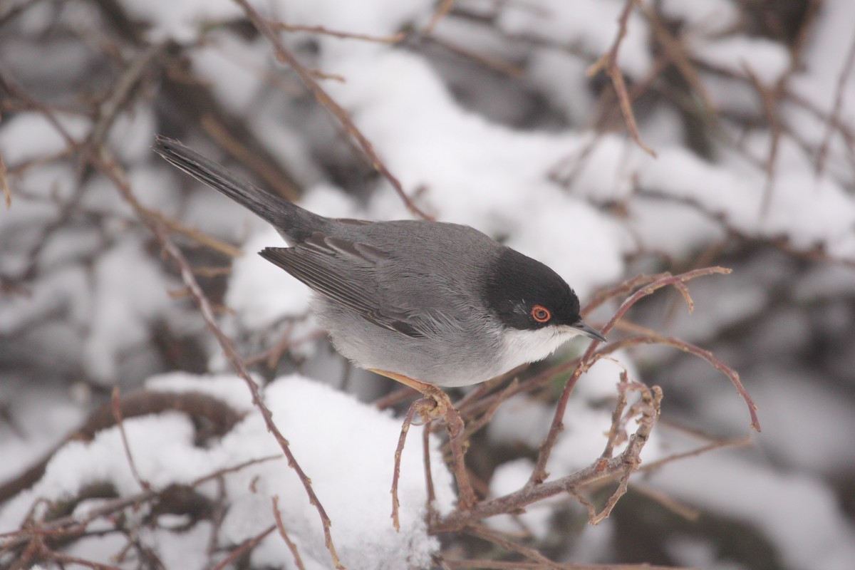 Sardinian Warbler - ML613758520