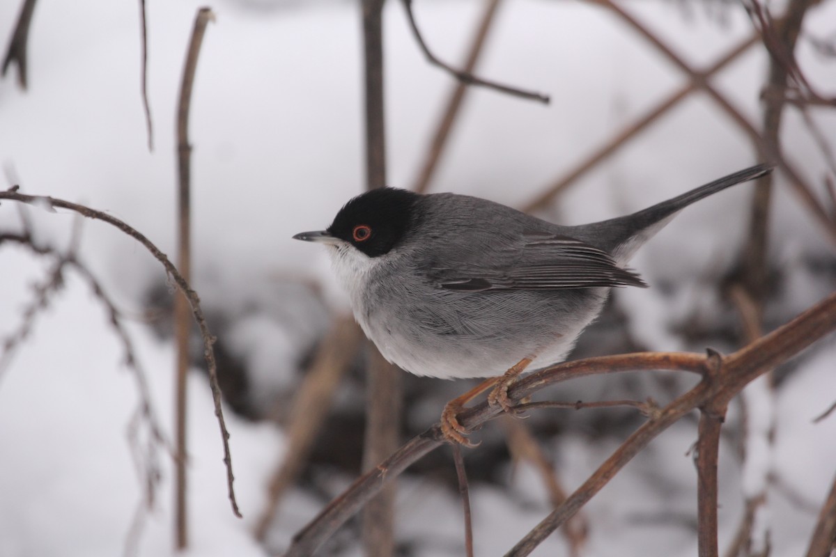 Sardinian Warbler - ML613758522