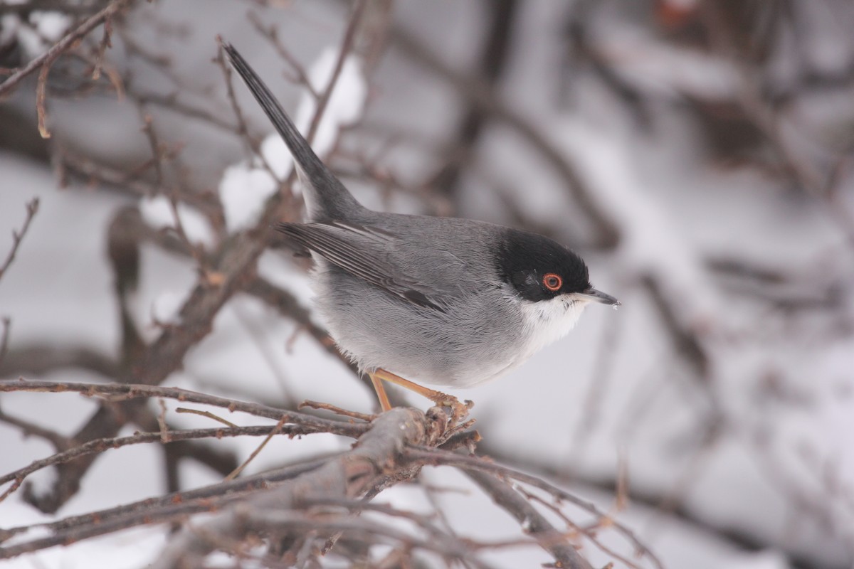 Sardinian Warbler - ML613758523