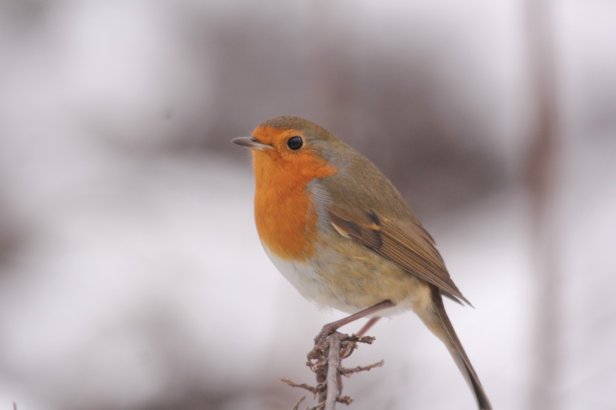 European Robin - ML613758527