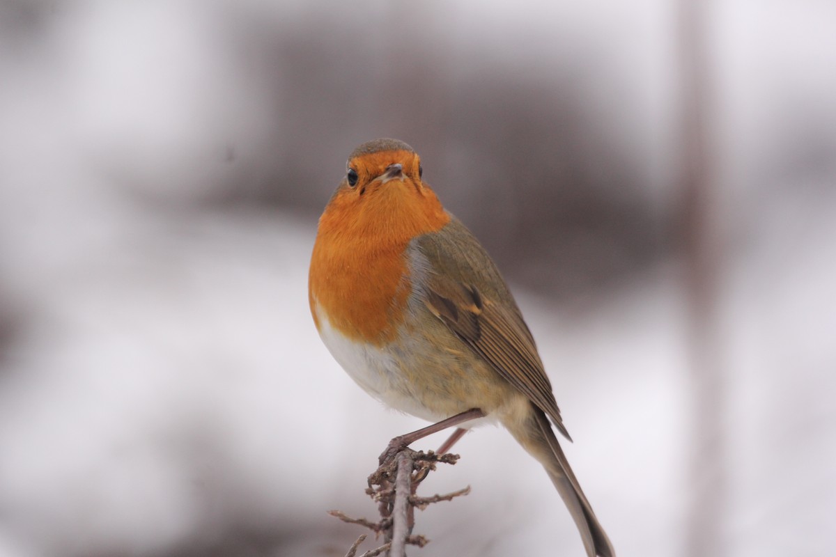 European Robin - ML613758528