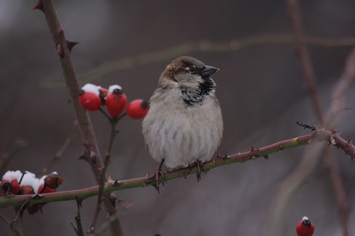 House Sparrow - ML613758537