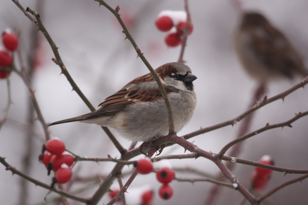 House Sparrow - ML613758538