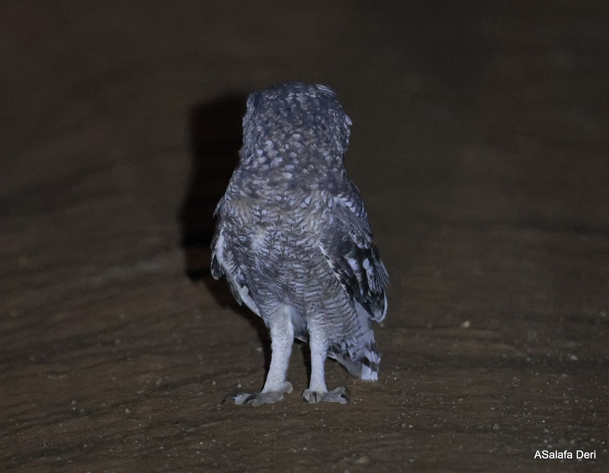 Grayish Eagle-Owl - Fanis Theofanopoulos (ASalafa Deri)