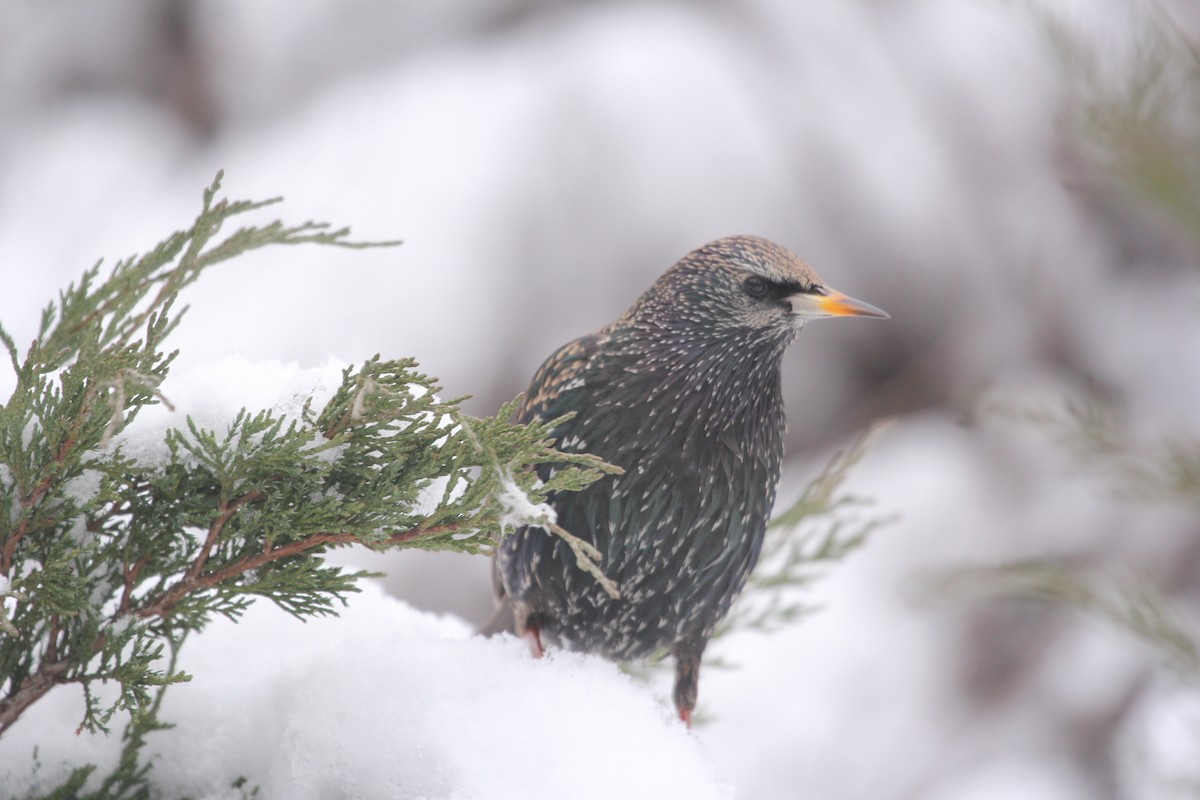 European Starling - ML613758570