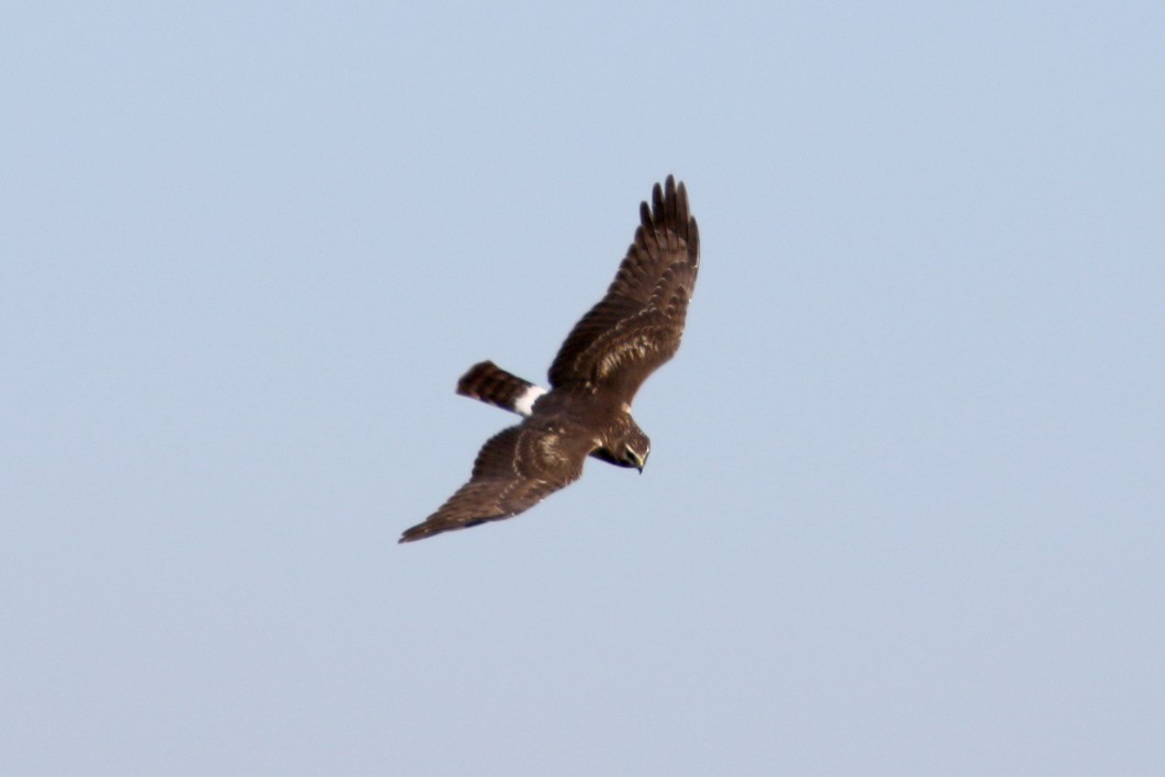 Northern Harrier - ML613758586