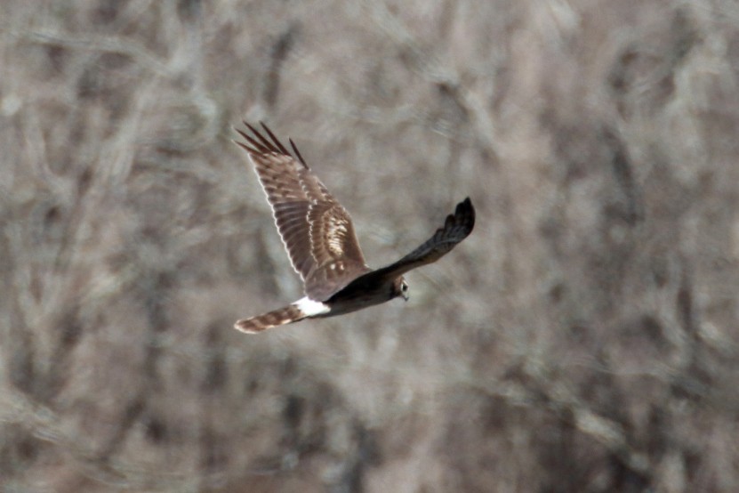 Northern Harrier - ML613758587