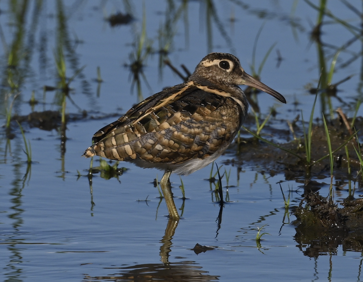 Greater Painted-Snipe - ML613758599