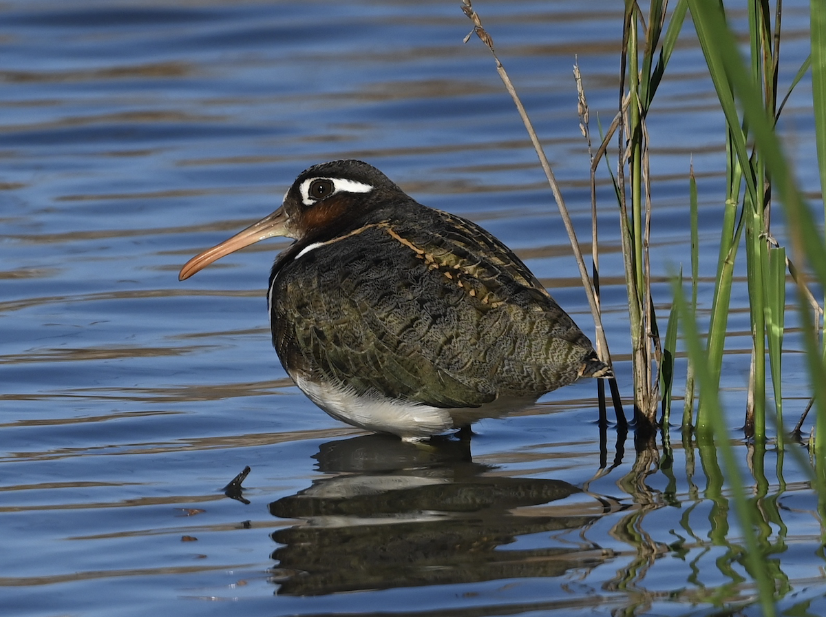 Greater Painted-Snipe - ML613758600