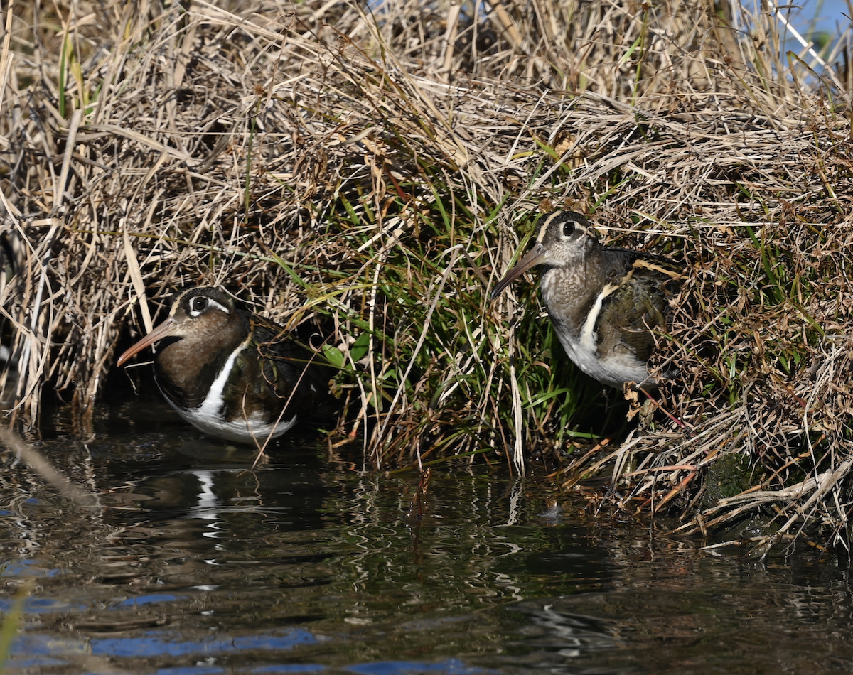 Greater Painted-Snipe - ML613758601