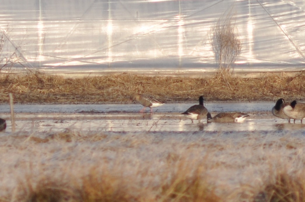 Pink-footed Goose - ML613758610