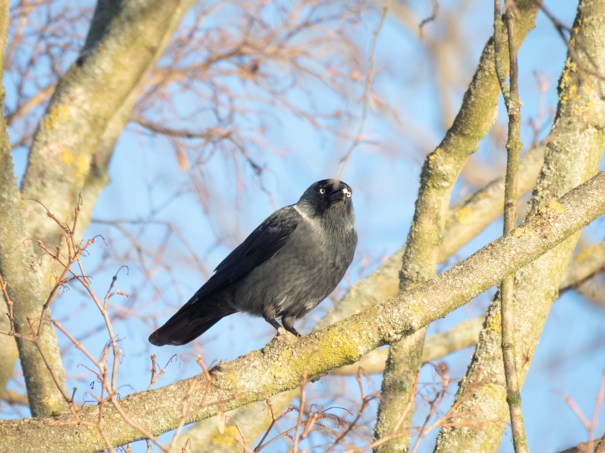 Eurasian Jackdaw - ML613758611