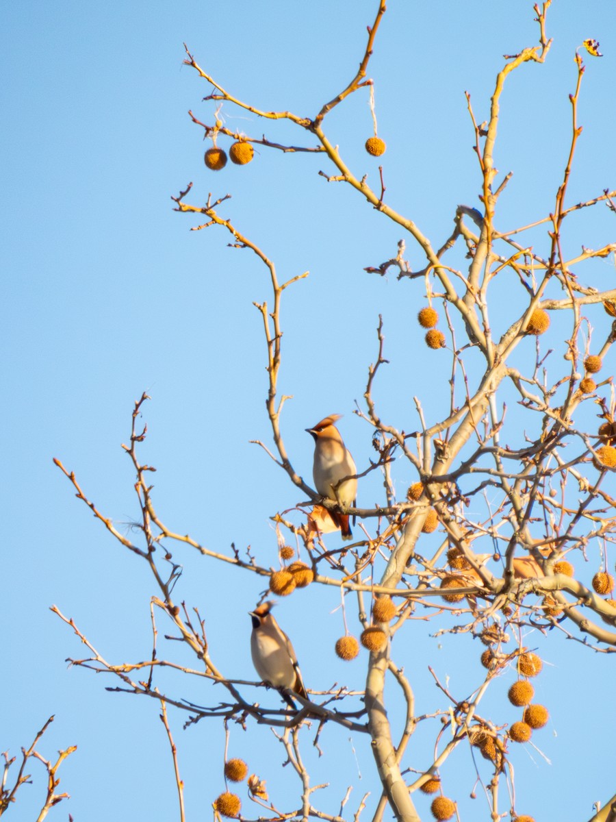 Bohemian Waxwing - ML613758617