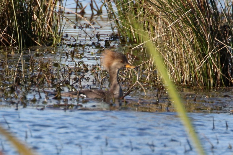 Hooded Merganser - ML613758639