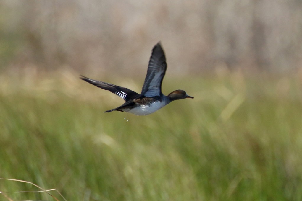 Hooded Merganser - ML613758640