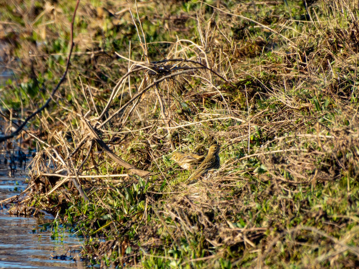 Meadow Pipit - ML613758641