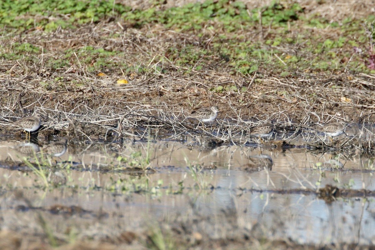 Least Sandpiper - ML613758668