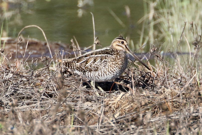 Wilson's Snipe - ML613758673