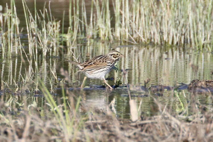 Savannah Sparrow - ML613758684