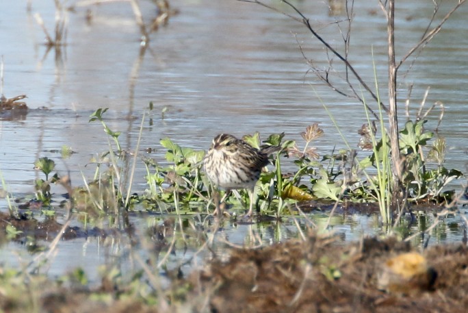 Savannah Sparrow - ML613758687