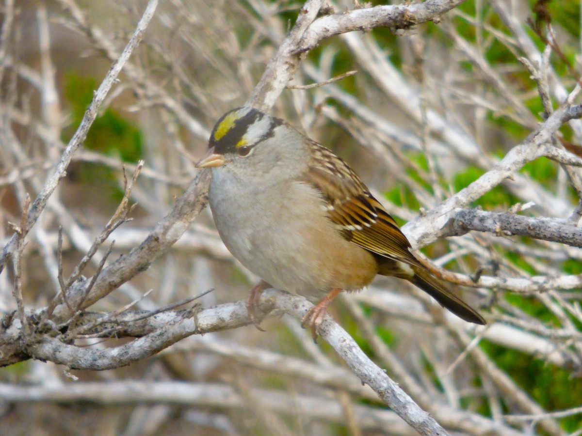 White-crowned x Golden-crowned Sparrow (hybrid) - ML613758709