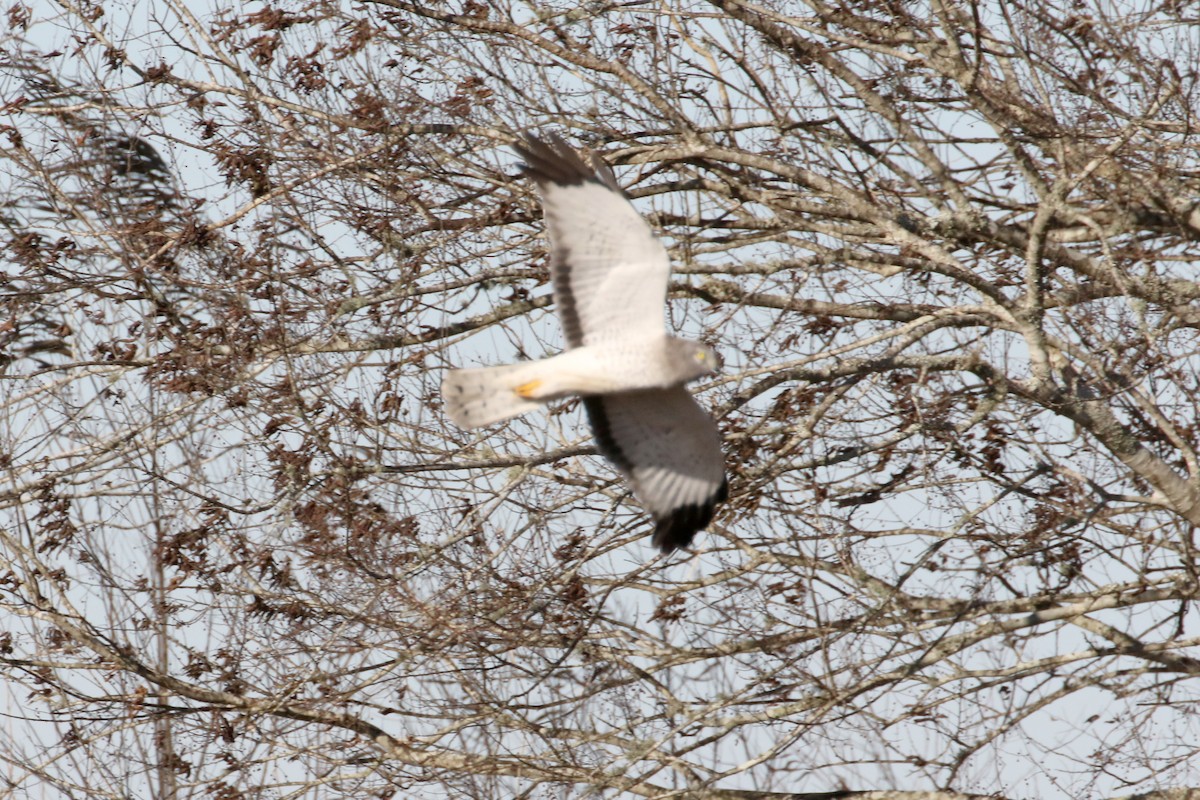 Northern Harrier - ML613758717