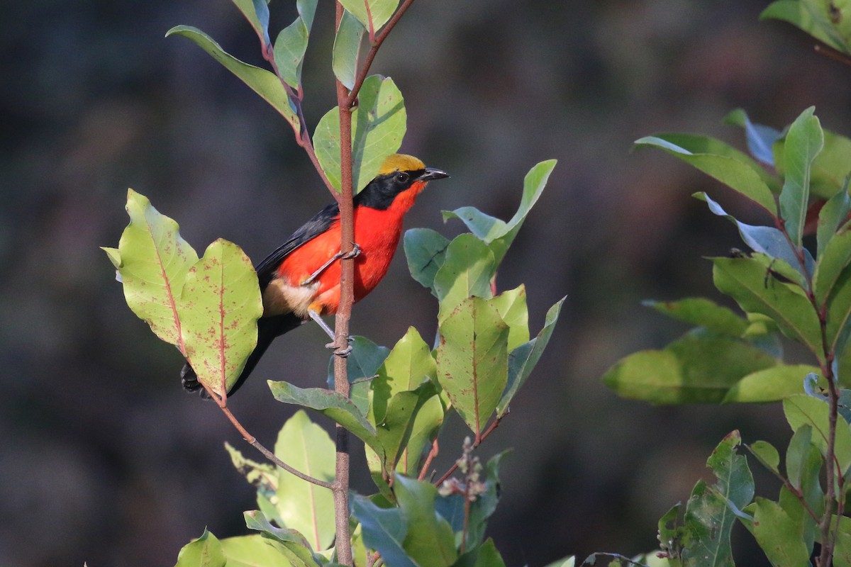 Yellow-crowned Gonolek - Oscar Campbell