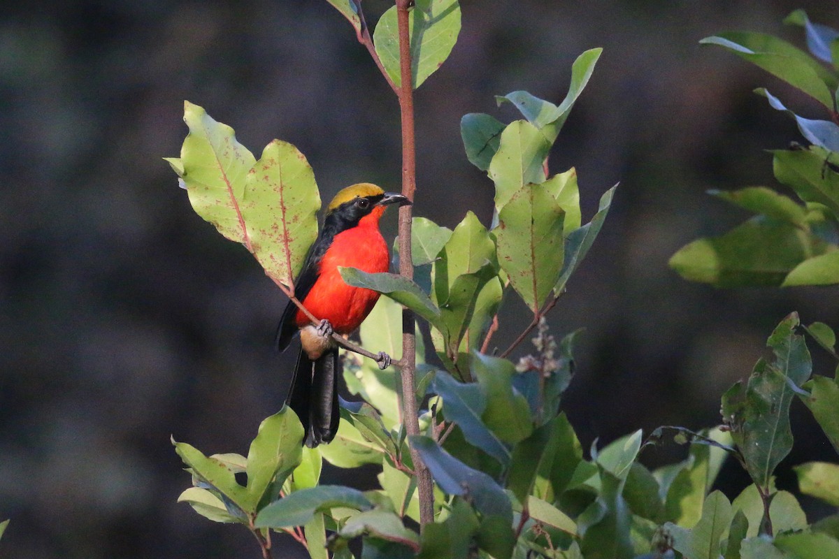 Yellow-crowned Gonolek - Oscar Campbell