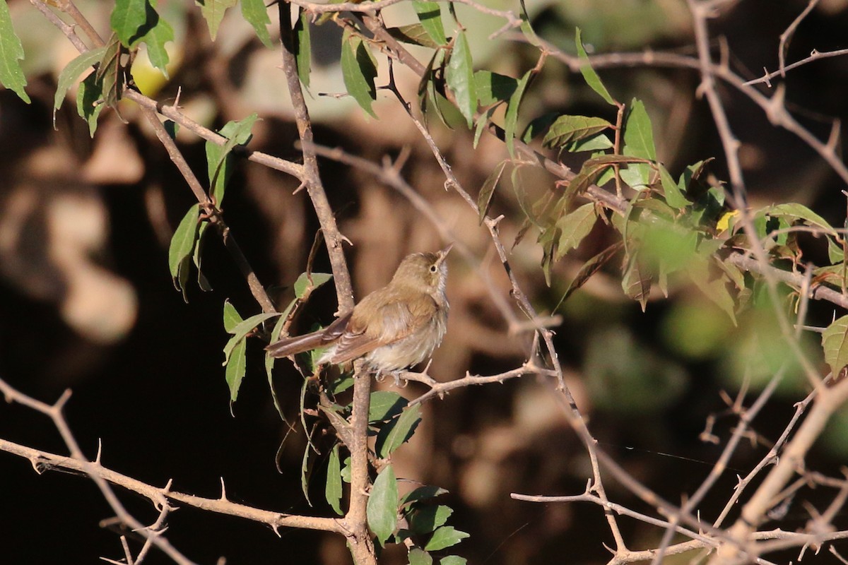 Western Olivaceous Warbler - ML613758767