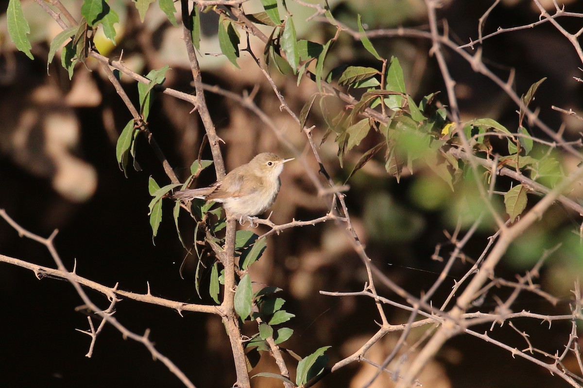 Western Olivaceous Warbler - ML613758769