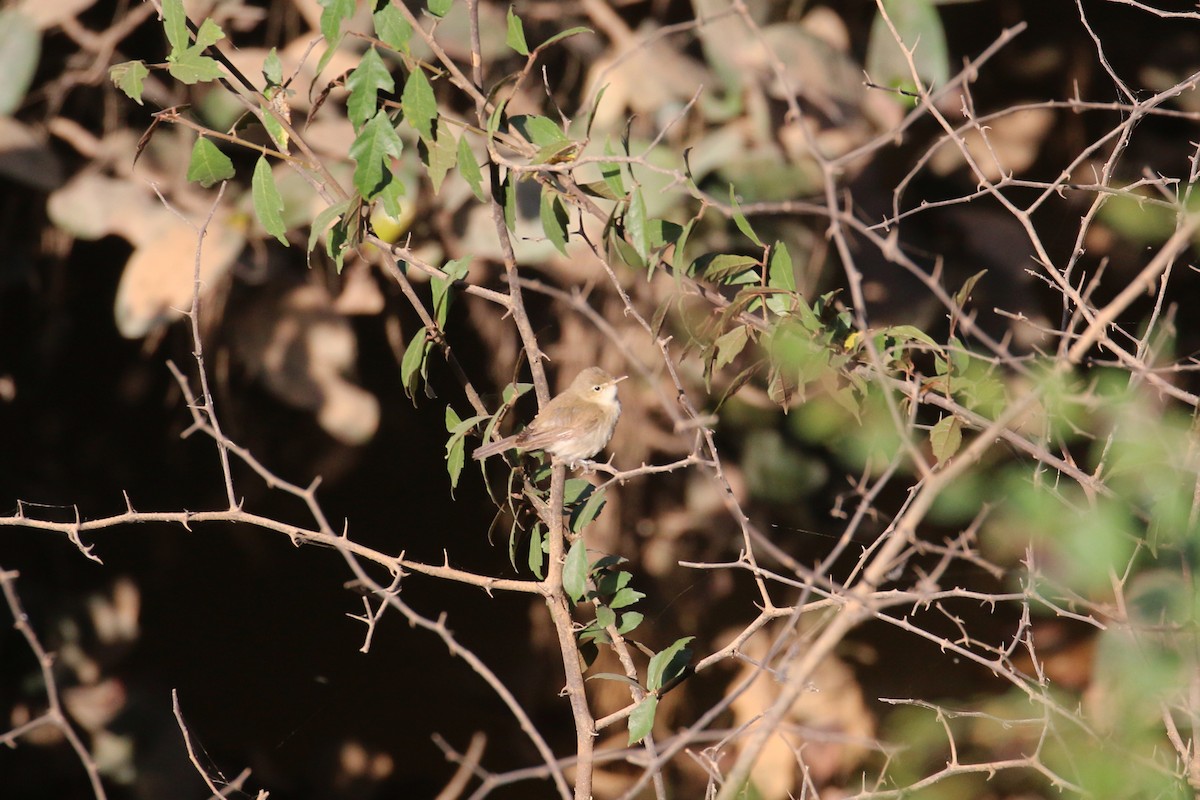 Western Olivaceous Warbler - ML613758772