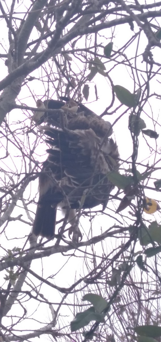 Booted Eagle - ML613758904