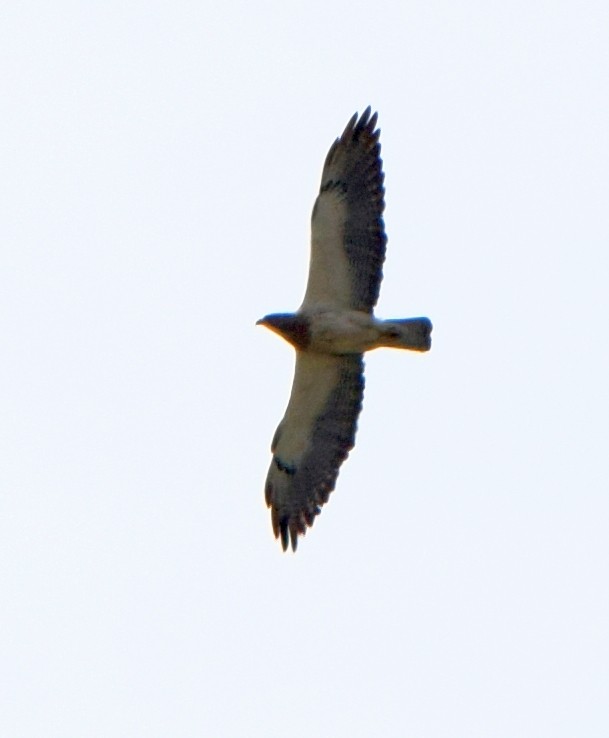 Swainson's Hawk - ML613758942