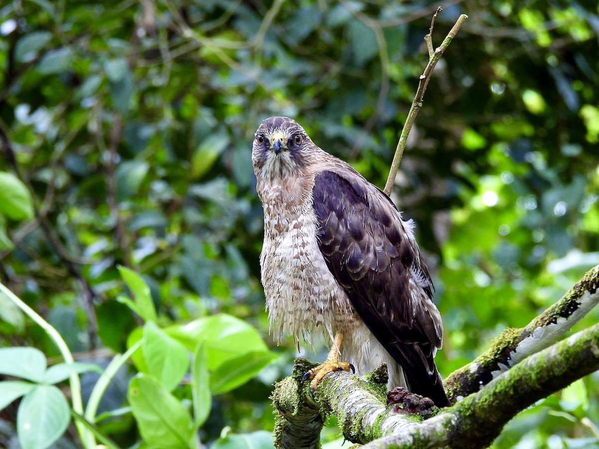 Broad-winged Hawk - Bryan Montoya L